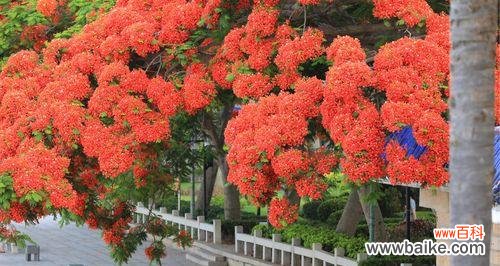 激情焚烧的凤凰花为生命注入新的希望 凤凰花