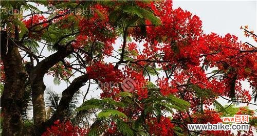 凤凰花的美丽与意义 凤凰花