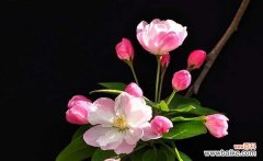 探寻海棠树背后的奥秘 海棠树的寓意与风水