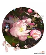 海棠花的花语及代表意义 海棠花