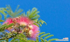 揭秘合欢花的寓意与传说 合欢花的象征意义与寓意