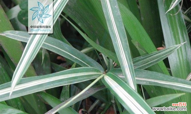 探索禾本科植物的多样性和生态意义 禾本科植物的种类和特点