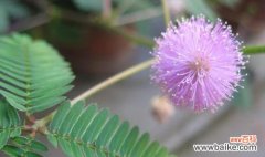 揭开含羞草开花的奥秘 含羞草开花的神秘预示