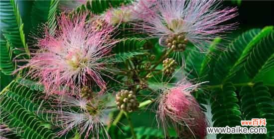 揭示含羞草花语的意义和作用 含羞草的花语和寓意