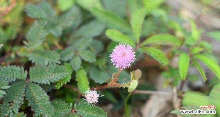 揭示含羞草花语的意义和作用 含羞草的花语和寓意