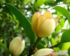 以笑容迎接好运的花卉——含笑花 含笑花风水寓意与作用