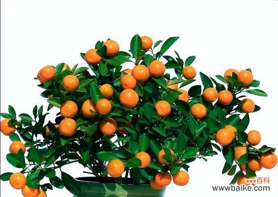 和顺树风水的神奇力量与古老智慧 和顺树风水的作用与寓意