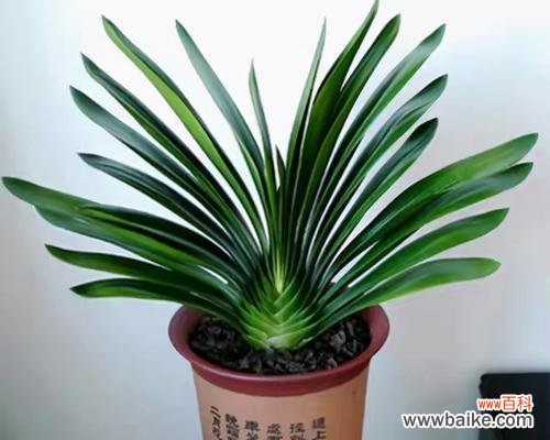 和顺树风水的神奇力量与古老智慧 和顺树风水的作用与寓意