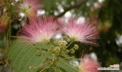 探寻合欢树的寓意与作用 合欢树风水的神奇力量