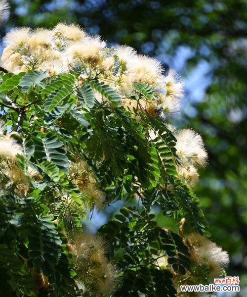 揭示合欢花的花语与含义 合欢花