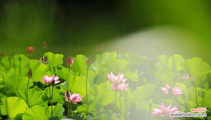 探秘荷花绽放的奇迹与意义 荷花开花季节及花语寓意解析