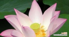 探秘荷花绽放的奇迹与意义 荷花开花季节及花语寓意解析