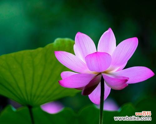 探寻荷花的神秘语言 荷花花语