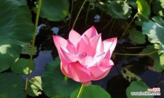 探秘荷花的吉祥意义与风水禁忌 荷花之美——寓意与象征风水