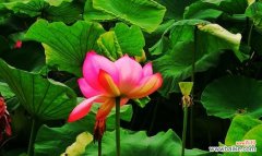 荷花的美丽和坚韧 荷花的花语与寓意