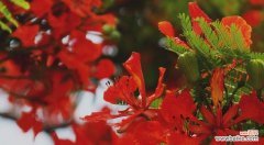传承与奇迹之花——凤凰花 凤凰花的寓意与象征意义