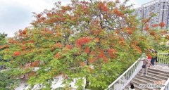 探寻凤凰树的寓意与传说 凤凰树