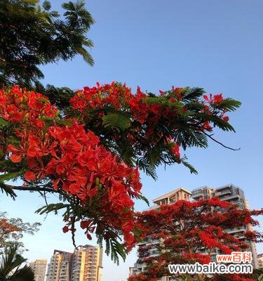 探寻凤凰树的寓意与传说 凤凰树