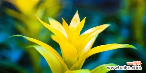 探寻凤梨花的花语 凤梨花花语的神奇魅力