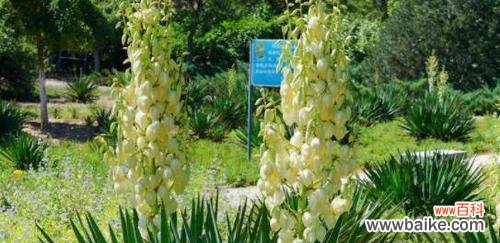 探寻凤尾兰的美丽与神秘 凤尾兰的寓意与象征意义