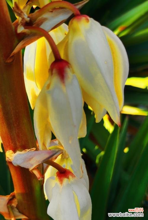 探寻凤尾兰的美丽与神秘 凤尾兰的寓意与象征意义