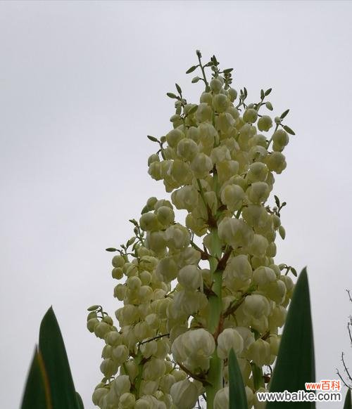 凤尾兰的花语意义及传承的秘密 凤尾兰的花语——盛世之花的传奇