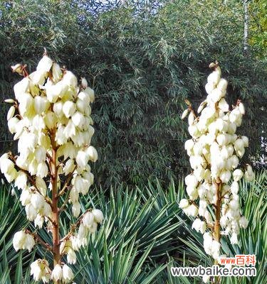 凤尾兰的花语意义及传承的秘密 凤尾兰的花语——盛世之花的传奇