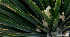 绽放爱与美的花园 凤尾丝兰，情迷花海