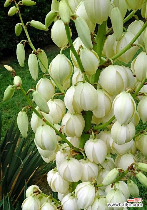 绽放爱与美的花园 凤尾丝兰,情迷花海