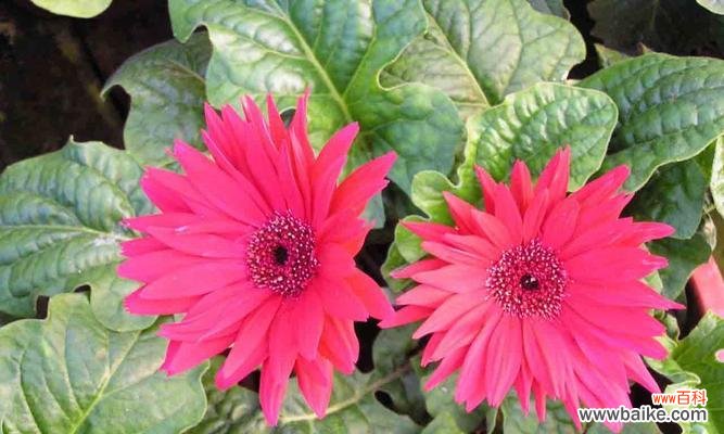 揭示扶郎花背后深藏的情感语言 扶郎花的花语与意义