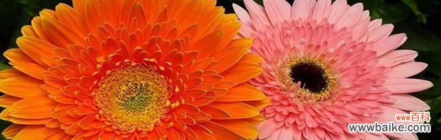 揭示扶郎花背后深藏的情感语言 扶郎花的花语与意义