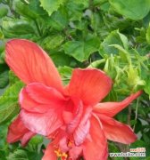 扶桑花的花语揭示的人生智慧与力量 扶桑花的花语