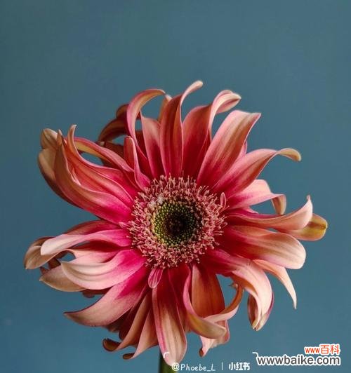 探索扶郎花的象征意义 扶郎花寓意及其文化价值