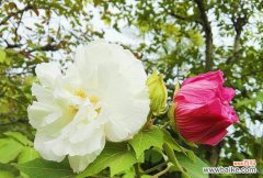 探索芙蓉花的深层寓意与象征意义 芙蓉花的寓意与象征