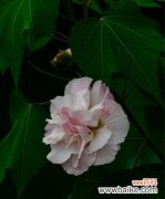 如诗如画的花海 芙蓉花语，绽放骄阳