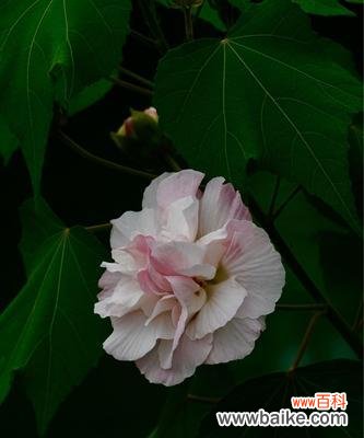 如诗如画的花海 芙蓉花语,绽放骄阳