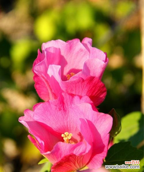 如诗如画的花海 芙蓉花语,绽放骄阳