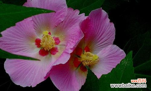 传递美丽与坚强的力量 芙蓉花的花语和寓意