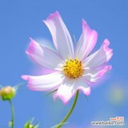 探寻文竹开花的内涵和象征意义 文竹开花的寓意