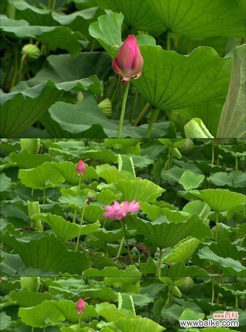 探寻荷叶在文化中的独特象征意义 荷叶的象征意义