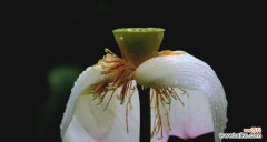 探寻荷叶在文化中的独特象征意义 荷叶的象征意义