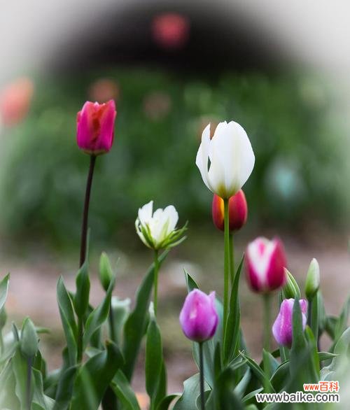 探寻郁金香在荷兰文化中的重要地位 荷兰市花郁金香的象征与寓意