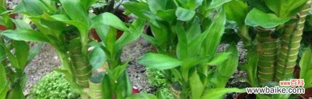 揭秘荷花竹的神奇力量 荷花竹的寓意和象征风水