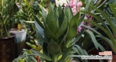 揭秘荷花竹的神奇力量 荷花竹的寓意和象征风水