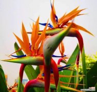 揭秘鹤望兰的吉祥象征与风水福利 以鹤望兰的寓意与风水养在家里