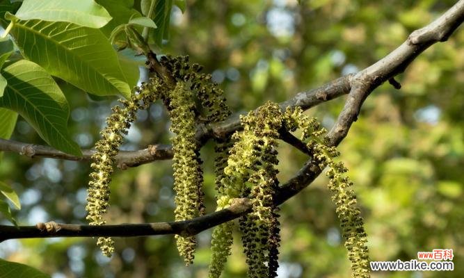 探寻核桃树风水的奥秘 核桃树风水的寓意与作用