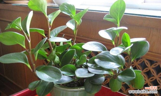 探索黑骨香的神秘力量 黑骨香的风水寓意与摆放位置