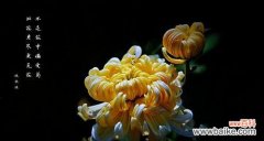 探索黑骨香的神秘力量 黑骨香的风水寓意与摆放位置