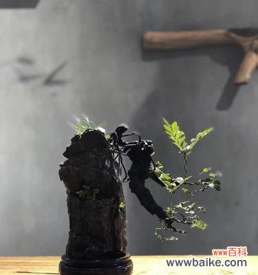 黑骨茶盆景的风水布局与禁忌 以黑骨茶盆景为主的风水寓意与摆放位置