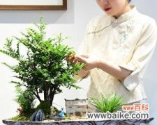 黑骨茶盆景的风水布局与禁忌 以黑骨茶盆景为主的风水寓意与摆放位置